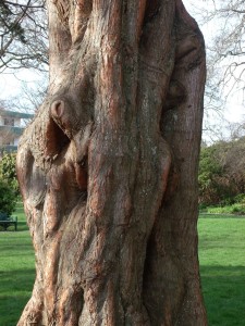 gnarled brown tree trunk