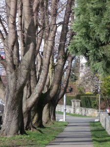 tall trees down sidewalk
