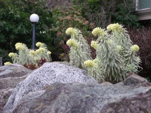 light green plants on rocks