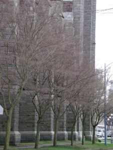 trees in row by church