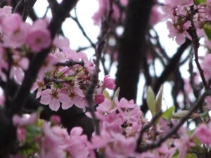 closeup cherry blossoms
