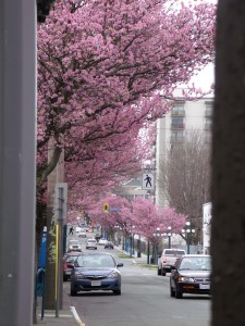 peering at cherry blossom trees